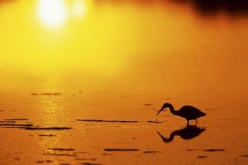 Little Blue Heron at sunset, J.N.Ding Darling National Wildlife Refuge, Florida | Obraz na stenu