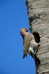 Northern Flicker At Nest Cavity, Florida | Obraz na stenu