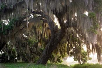 Morning Light Illuminating The Moss Covered Oak Trees, Florida | Obraz na stenu