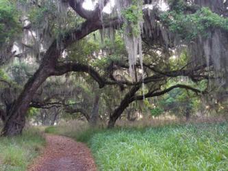 Trail Beneath Moss Covered Oak Trees, Florida Florida | Obraz na stenu