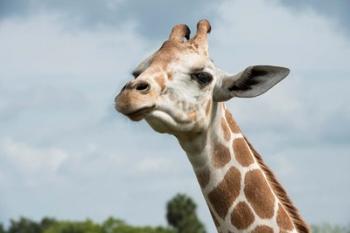 Close-Up Of Giraffe Against A Cloudy Sky | Obraz na stenu