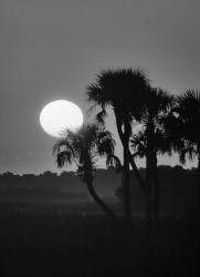 Palm Trees And Sunrise, Florida | Obraz na stenu