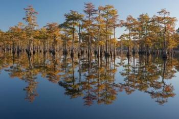 Pond Cyprus In Early Morning Light, Georgia | Obraz na stenu