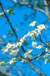 Flowering Dogwood, Savannah, Georgia | Obraz na stenu