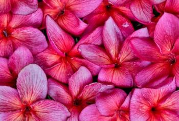 Plumeria Flower Grouping, Maui, Hawaii | Obraz na stenu