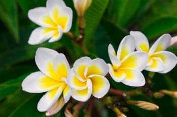 Plumeria Flowers, Island Of Kauai, Hawaii | Obraz na stenu