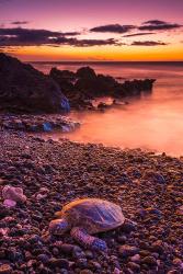 Hawaiian Green Sea Turtle On A Lava Beach At Sunset, Hawaii | Obraz na stenu