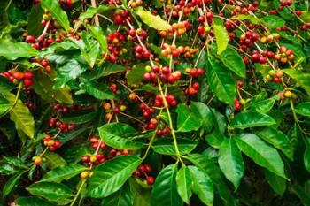 Red Kona Coffee Cherries, Hawaii | Obraz na stenu