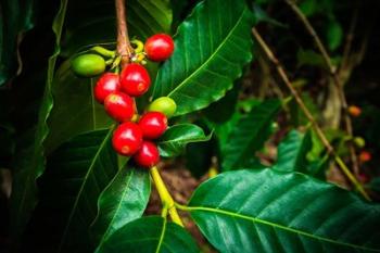 Red Kona Coffee Cherries On The Vine, Hawaii | Obraz na stenu