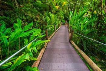 Trail At The Hawaii Tropical Botanical Garden | Obraz na stenu