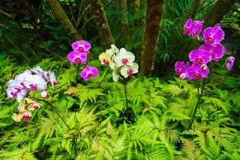 Orchids At The Hawaii Tropical Botanical Garden | Obraz na stenu