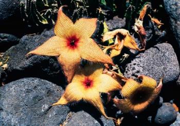 Starfish Flowers, Hawaii | Obraz na stenu