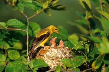 American Goldfinch With Nestlings At Nest, Marion, IL | Obraz na stenu