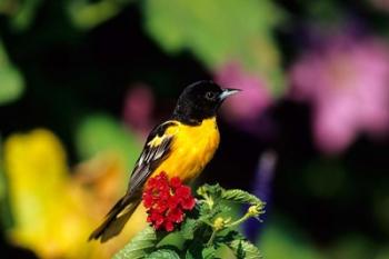 Baltimore Oriole On Lantana, Marion, IL | Obraz na stenu