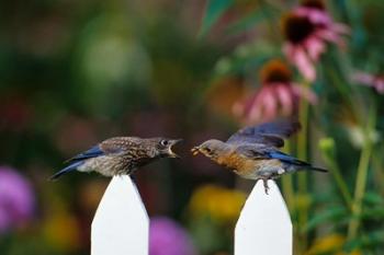 Eastern Bluebird Feeding Fledgling  A Worm, Marion, IL | Obraz na stenu