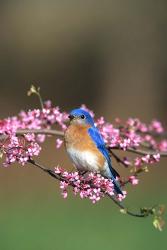 Eastern Bluebird In Redbud Tree, Marion, IL | Obraz na stenu