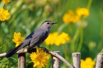 Gray Catbird On A Wooden Fence, Marion, IL | Obraz na stenu