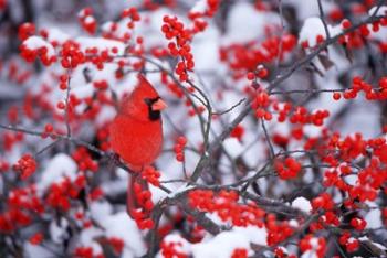 Northern Cardinal In The Winter, Marion, IL | Obraz na stenu