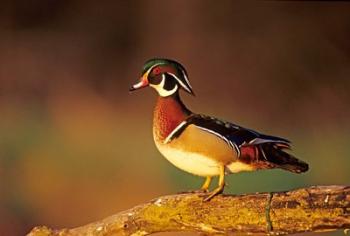 Wood Duck  On A Log, Illinois | Obraz na stenu