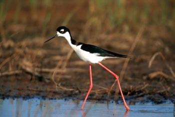 Black-Necked Stilt, Illinois | Obraz na stenu