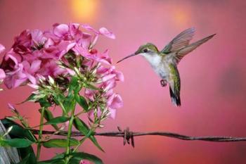 Ruby-Throated Hummingbird Near Garden Phlox | Obraz na stenu