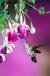 Ruby-Throated Hummingbird Near Hybrid Fuchsia | Obraz na stenu