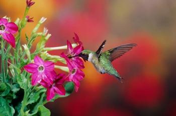 Ruby-Throated Hummingbird At Hummingbird Rose Pink Nicotiana | Obraz na stenu