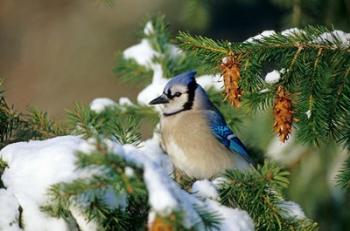 Blue Jay In Winter Spruce Tree | Obraz na stenu