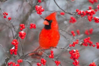 Northern Cardinal In Common Winterberry Bush | Obraz na stenu