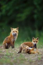 Red Fox Adults With Kit | Obraz na stenu