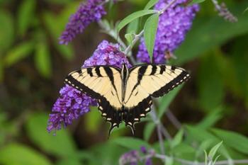 Eastern Tiger Swallowtail On Butterfly Bush | Obraz na stenu