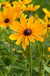 Indian Summer Black-Eyed Susans, Illinois | Obraz na stenu