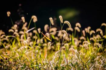 Backlit Grass Seedhead | Obraz na stenu