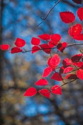 Red Leaves On Tree Branch Against Blue Sky | Obraz na stenu