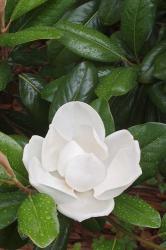 Saucer Magnolia, Louisville, Kentucky | Obraz na stenu