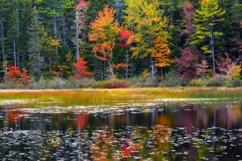 Somes Pond In Autumn, Somesville, Maine | Obraz na stenu