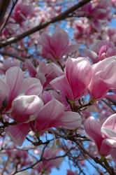 Pink Magnolia Blossoms and Cross on Church Steeple, Reading, Massachusetts | Obraz na stenu