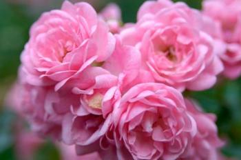 Pink Landscape Roses, Jackson, New Hampshire | Obraz na stenu