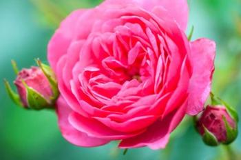 Hot Pink Knock Out Rose, Massachusetts | Obraz na stenu