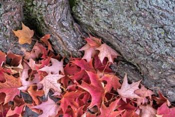 Red Maple Leaves | Obraz na stenu