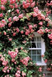 Massachusetts, Nantucket Island, Roses and home | Obraz na stenu