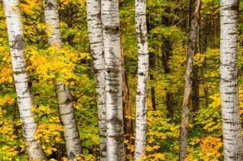 Michigan, Upper Peninsula, Fall Colors | Obraz na stenu