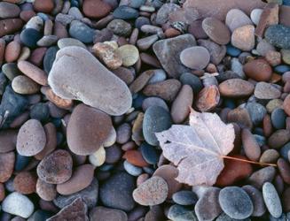 Maple Leaf And Rocks Along The Shore Of Lake Superior | Obraz na stenu