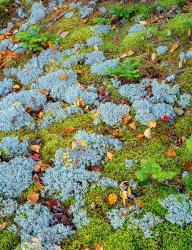 Moss And Balsam Fir Saplings | Obraz na stenu