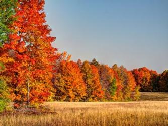 Fall Colors Of The Hiawatha National Forest | Obraz na stenu