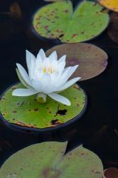 White Water Lily Flowering In A Pond | Obraz na stenu