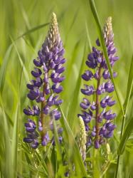 Lupine Near Silver Bay, Northeastern Minnesota 2 | Obraz na stenu