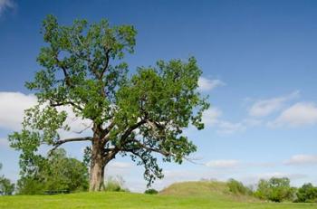 Mississippi, Greenville Winterville Mounds | Obraz na stenu