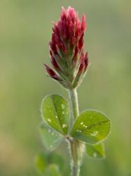 Crimson or Italian flora clover, Mississippi | Obraz na stenu