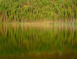 Conifer Forest Reflects In Kintla Lake, Montana | Obraz na stenu